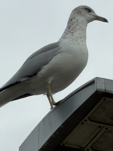 Ring-billed Gull