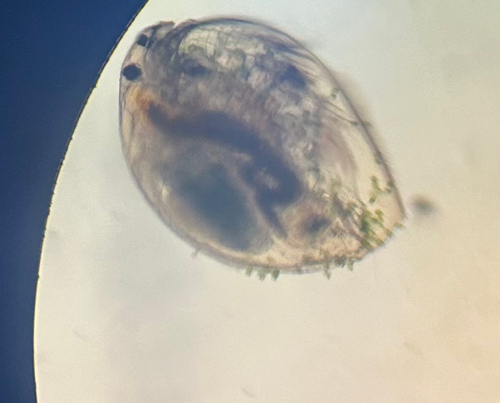 Picripleuroxus denticulatus