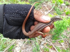 Aspidoscelis angusticeps