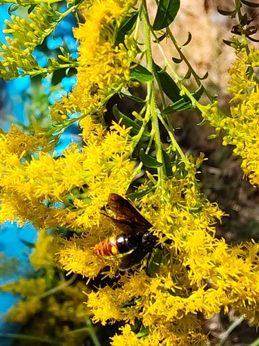 Blue-winged Scoliid Wasp