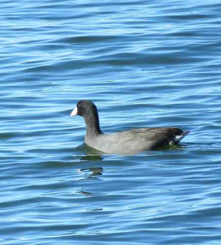American Coot