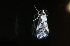 Philenora chionastis