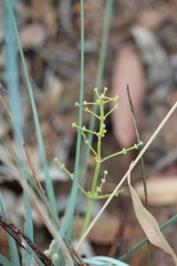 Lomandra decomposita