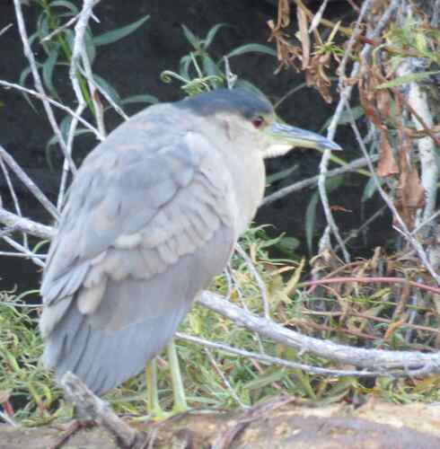 Black-crowned Night Heron