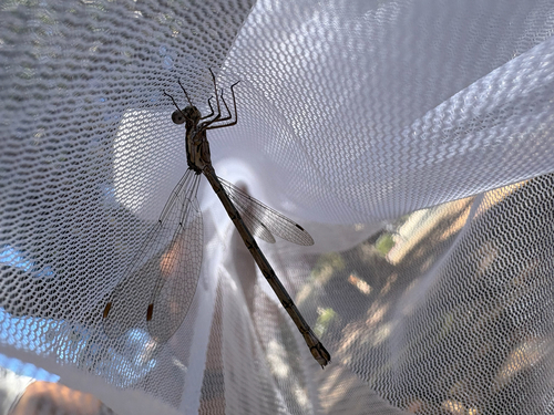 Spotted Spreadwing