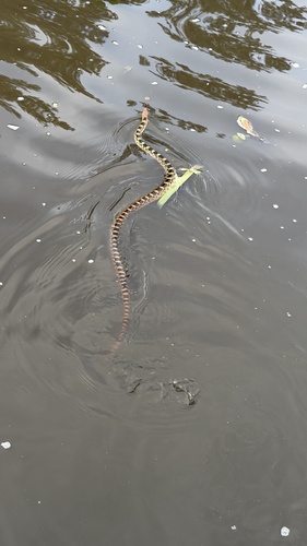 Mexican Bull Snake