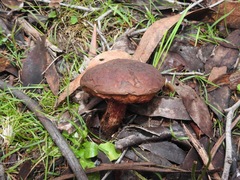 Boletus barragensis