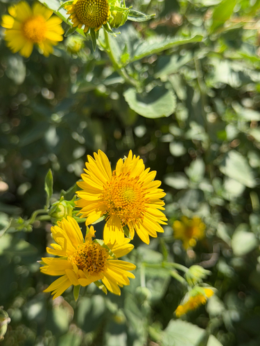 cowpen daisy