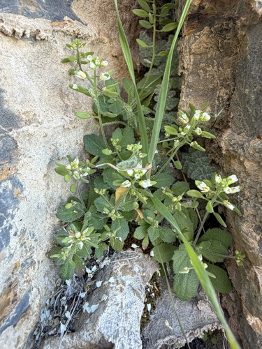 Tomostima cuneifolia