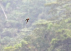 Streptoprocne rutila