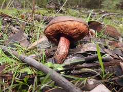 Boletus barragensis