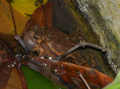 Ingerophrynus biporcatus