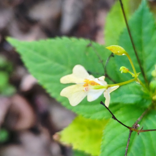 small balsam