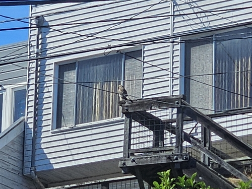 Red-shouldered Hawk