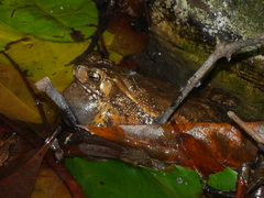 Ingerophrynus biporcatus