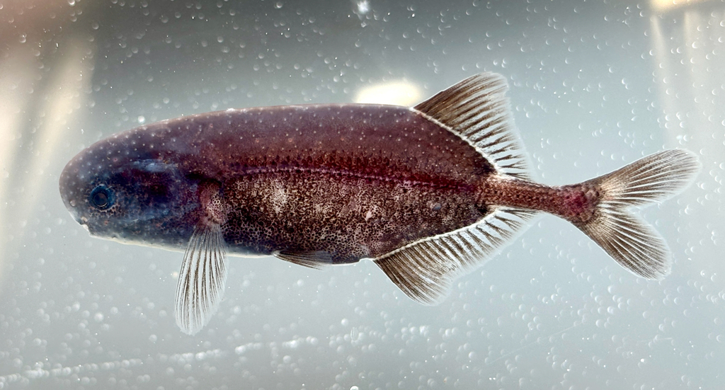 Stomatorhinus patrizii