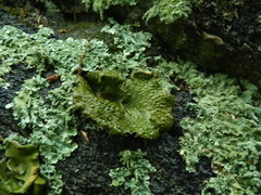 Lasallia pensylvanica