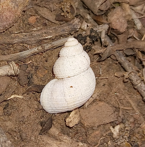 Tudorella sulcata