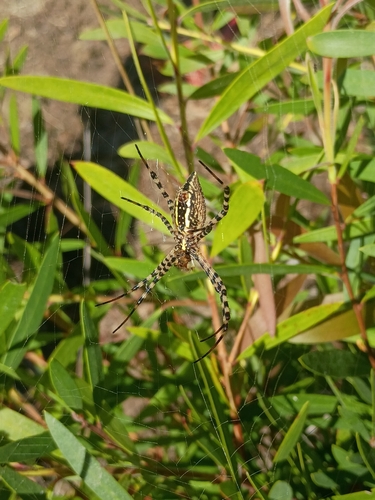 Banded Garden Spider