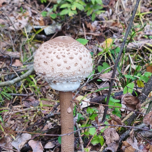 Parasol