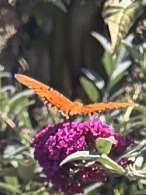 Gulf Fritillary