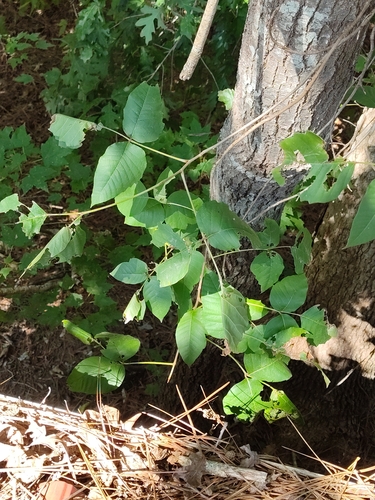 eastern poison ivy