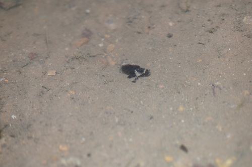 Centrogenys vaigiensis observed 2026-10-01