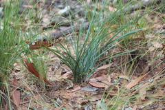 Lomandra decomposita