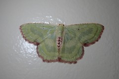 Metallochlora lineata