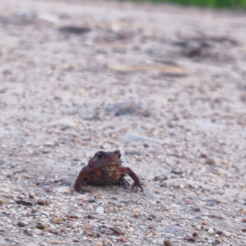 European Toad