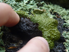 Lasallia pensylvanica