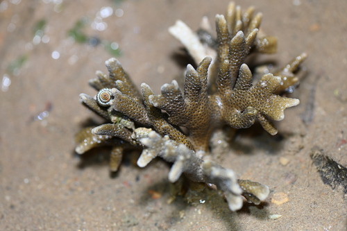 Montipora observed 2026-10-01
