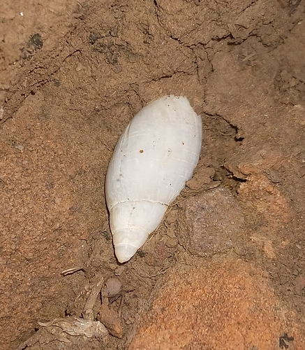 Poiretia algira