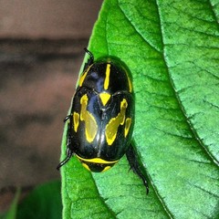 Rutela
