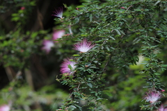 Calliandra selloi