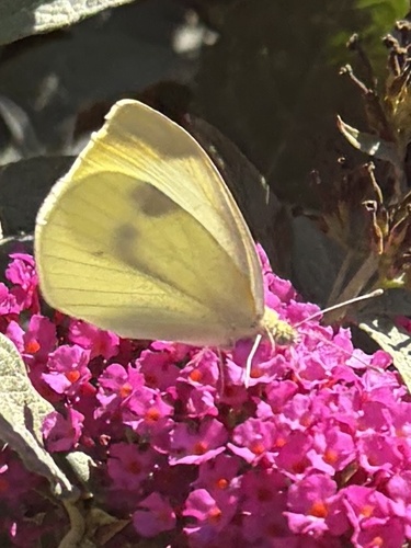 Small White