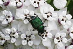 Trichiotinus lunulatus