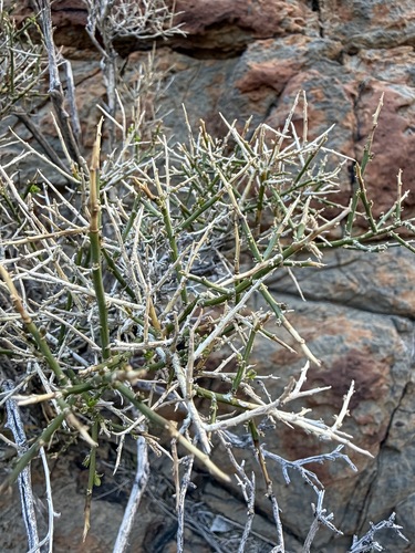 Glossopetalon spinescens
