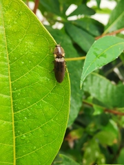 Pyrophorini
