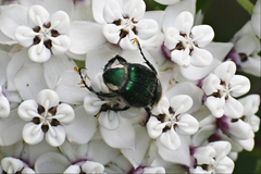 Trichiotinus lunulatus