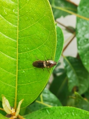 Pyrophorini
