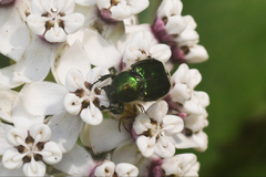 Trichiotinus lunulatus