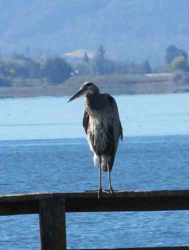 Great Blue Heron