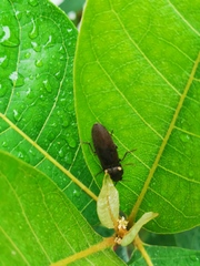 Pyrophorini