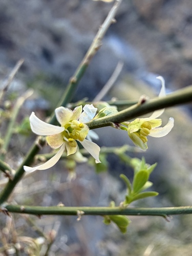 Glossopetalon spinescens