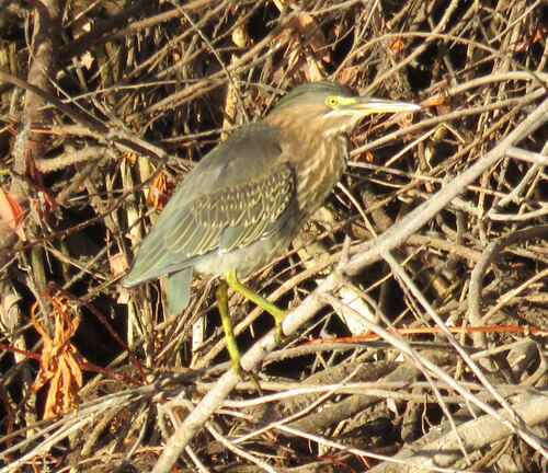 Green Heron
