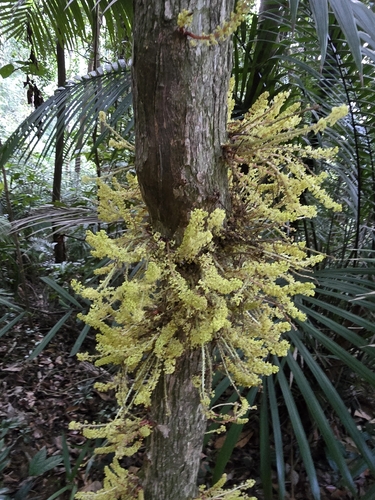 Baccaurea observed 2026-10-01