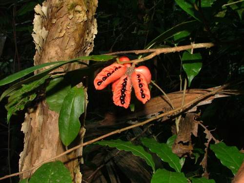 Xylopia bocatorena