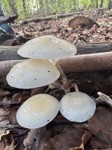 porcelain mushroom