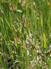 Carex subspathacea